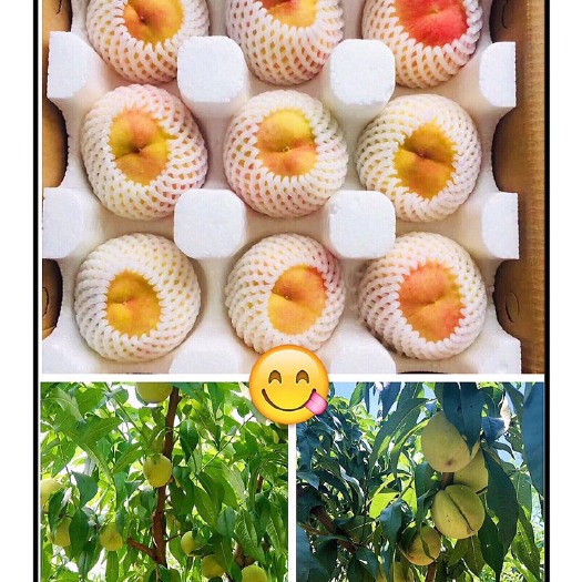 江陵县 三湖锦绣黄桃，家乡的味道！