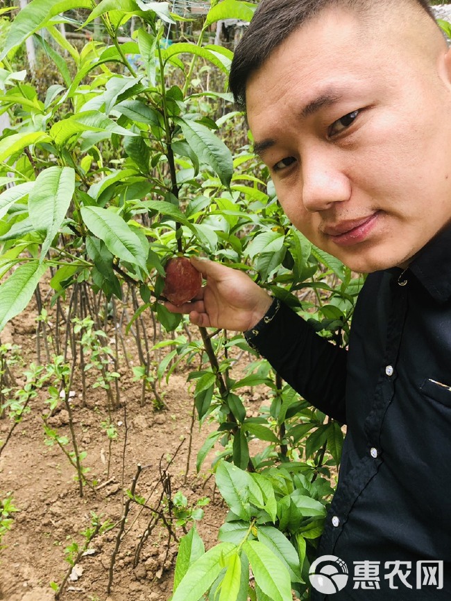 蜜桃苗 4月成熟，脱毒苗