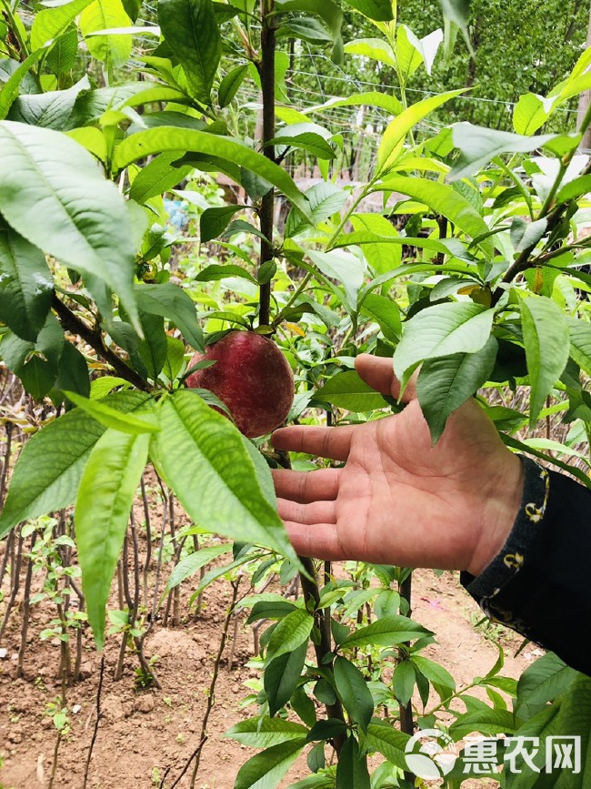 蜜桃苗 4月成熟，脱毒苗