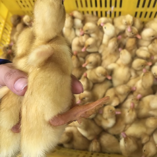 南宁白鸭苗   樱桃谷鸭苗企业认证有保障出壳包打疫苗包运输损耗提供养殖技术