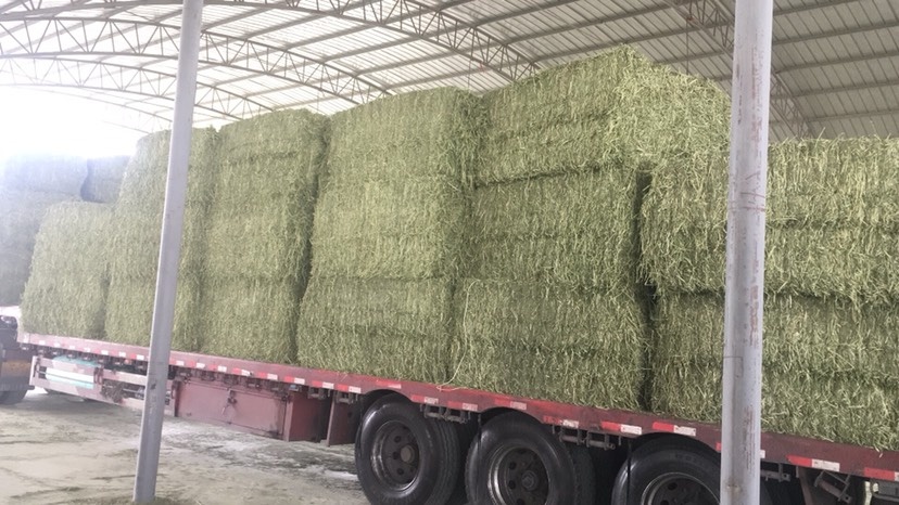 酒泉紫花苜蓿 国产一级苜蓿