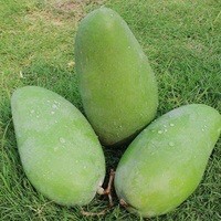 富宁县金煌芒 10两以上