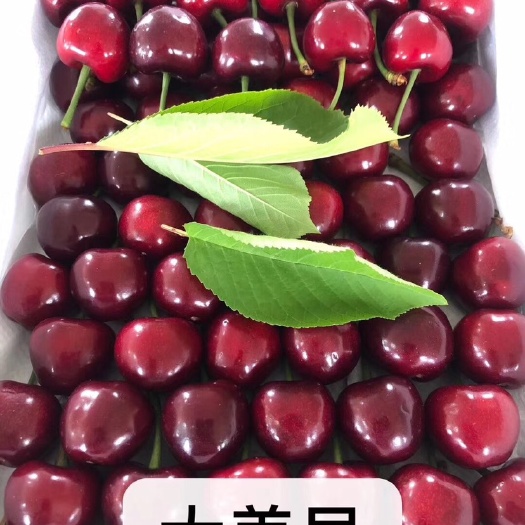 大连大连旅顺大樱桃   美早5斤装  现摘现发顺丰快递