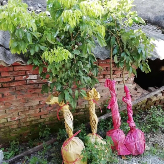 荔枝高压苗 仙进奉