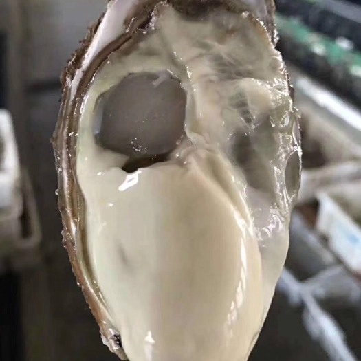 乳山市 正宗乳山牡蛎诚邀全国批发商，您有量，我有价，欢迎洽谈合作！