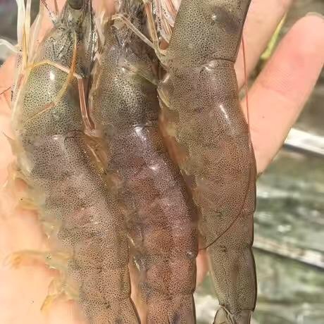 东莞市南美白对虾苗