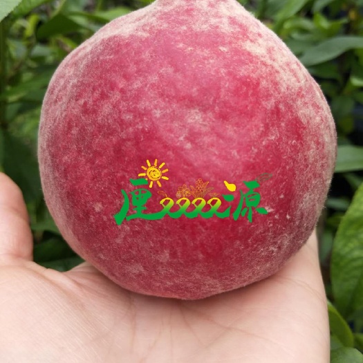 沭阳县蜜桃苗 4月成熟，脱毒苗