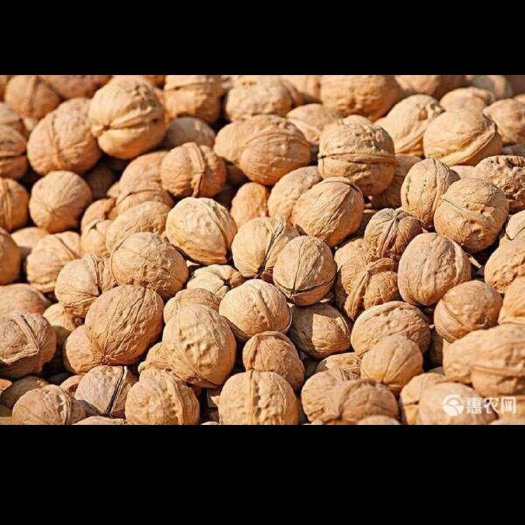 汾西县薄皮核桃 量大从优，可作为出口产品