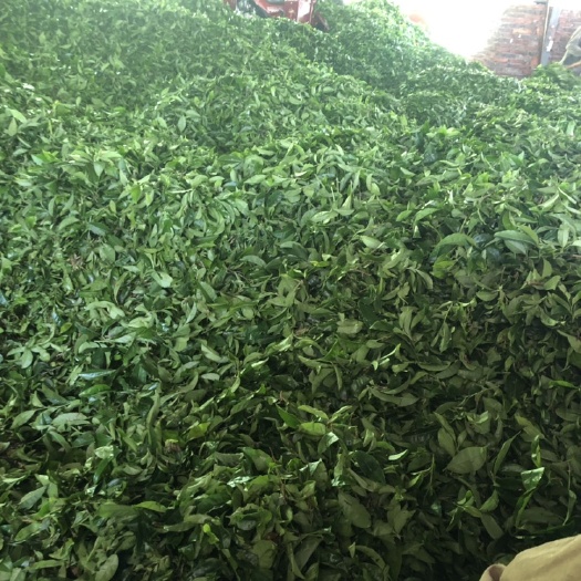 尤溪县茶青 鲜叶 茶叶