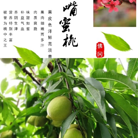 佛冈县鹰嘴蜜桃 自家果园种植鹰嘴桃，可批发，寻找合作