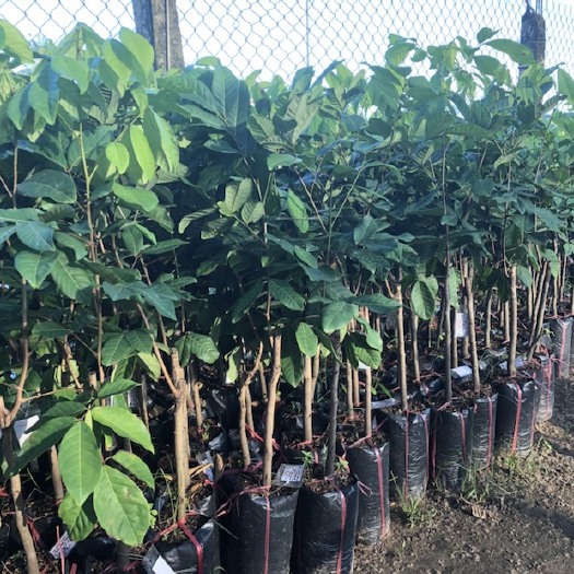 红毛丹树苗 荔枝苗红毛丹荔枝泰国红毛丹苗品种纯正基地直销