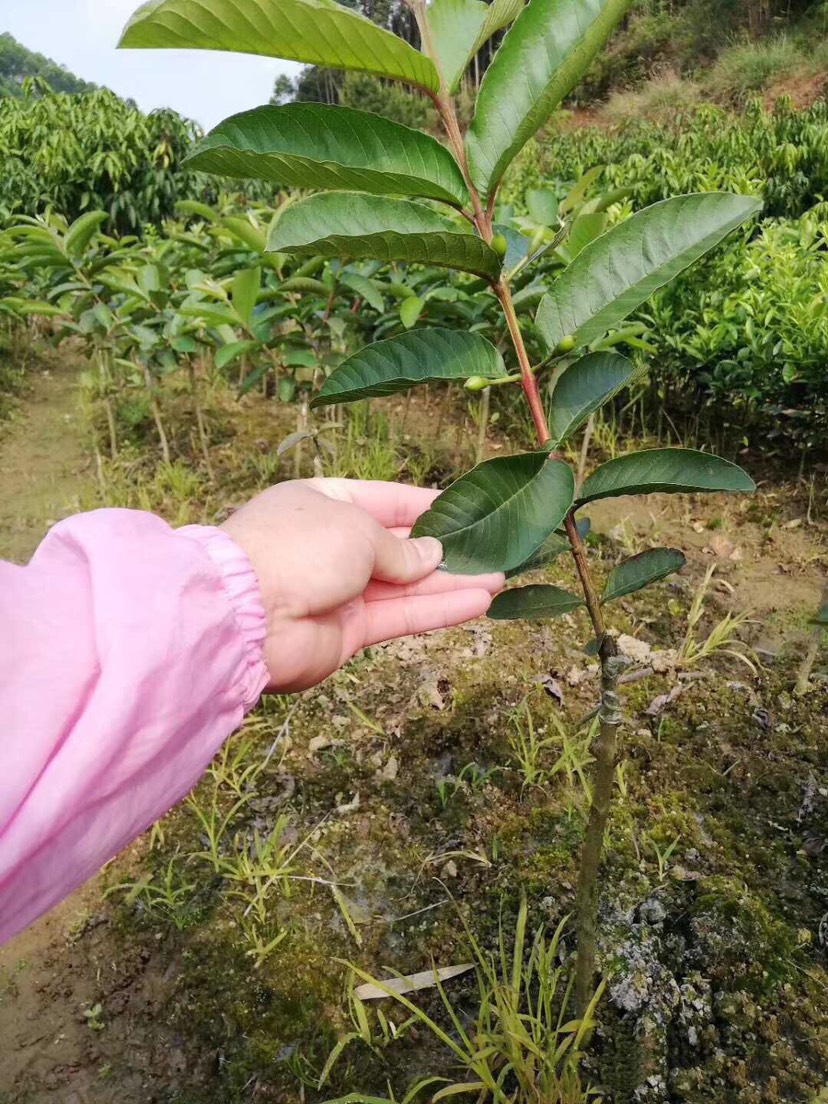 番石榴苗 新品种西瓜芭乐盆栽阳台庭院种植南方北方种植均可四季可种