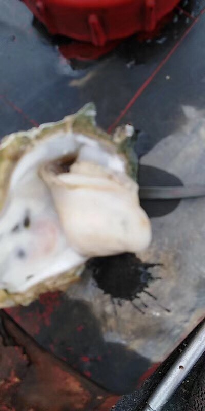 北海北海牡蛎 北海生蚝