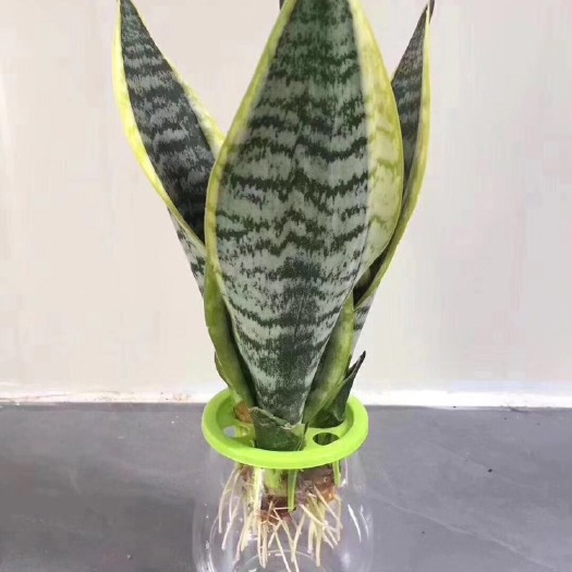 漳州虎皮兰  水培金边虎尾兰 虎 皮兰基地