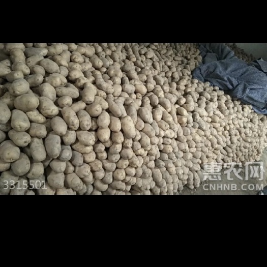 上海荷兰15号土豆 3两以上