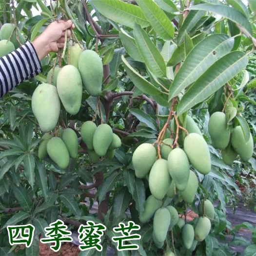 灵山县四季芒果苗  四季密芒果苗，气候达到，一年多次开花结果