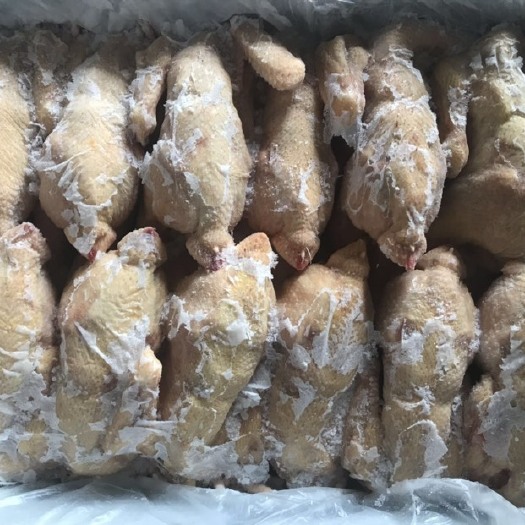 定兴县白条鸡 冷冻