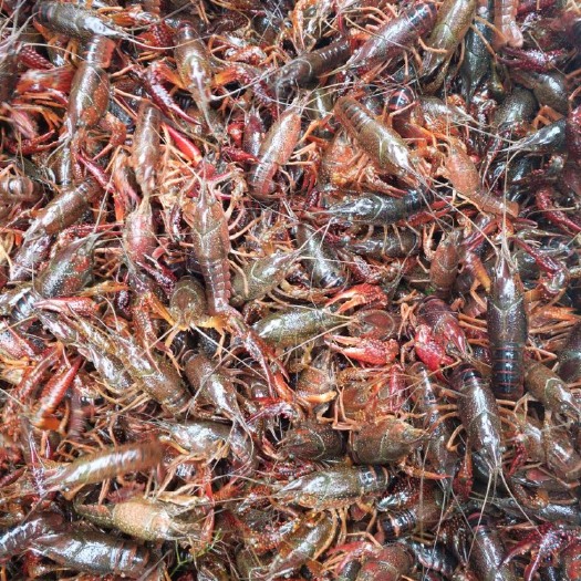 淮安青红虾 干净饱满