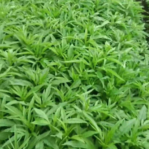 海伦市返魂草种苗 本人出售中草药返魂草苗联系壹五九四陆一二久七二九