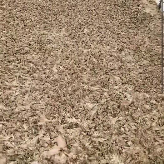 徐州 新鲜东亚飞蝗