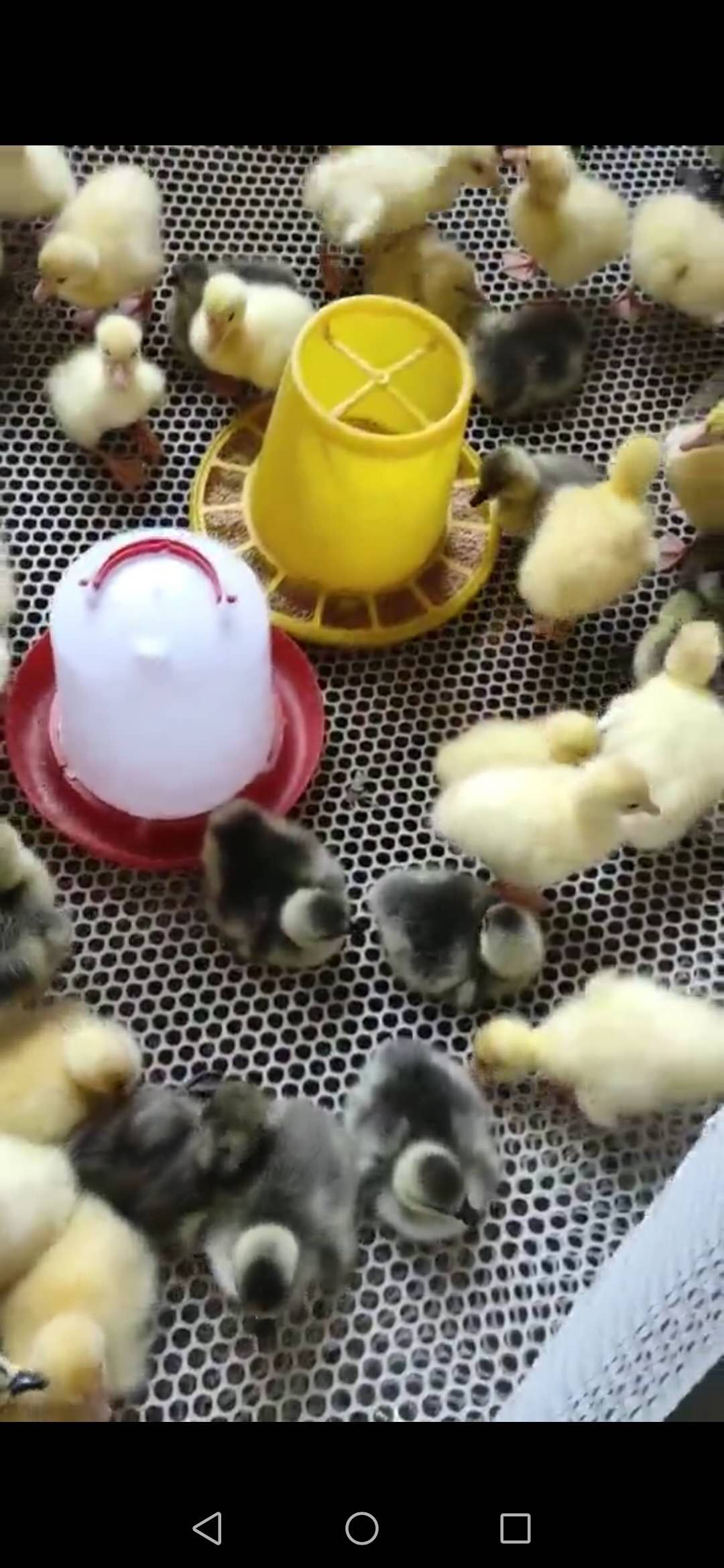 狮头鹅苗