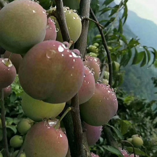 屏山县茵红李 50mm以上