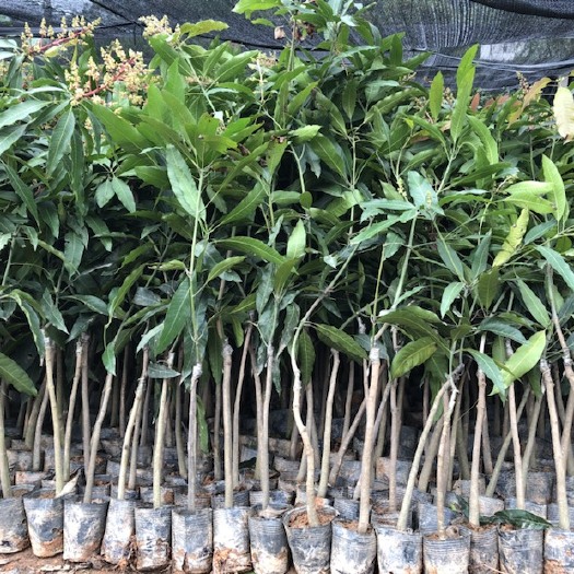 灵山县 金煌芒果苗 桂七芒果台农一号苗果树苗