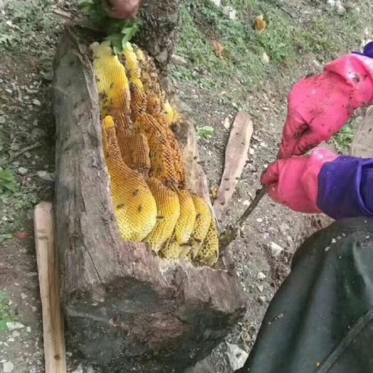九寨沟县野生蜂蜜 塑料瓶装 2年 