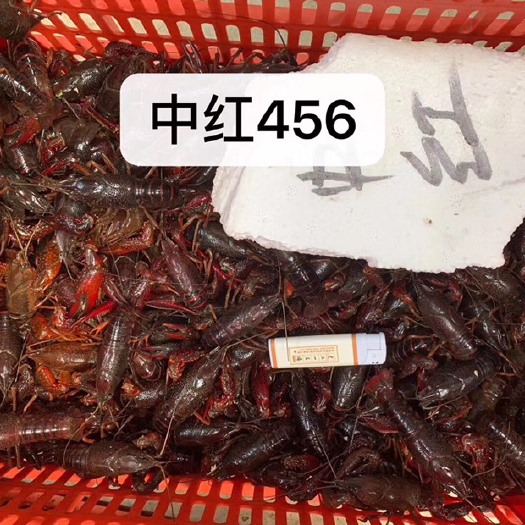 潜江市 湖北潜江小龙虾养殖合作社