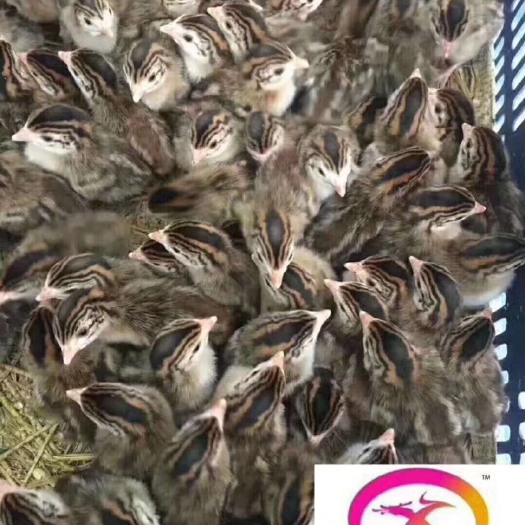 广州 珍珠鸡苗， 脱温珍珠鸡苗