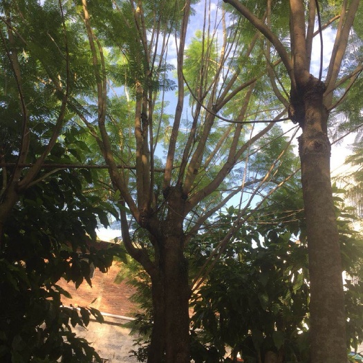 漳浦县 蓝花楹，地苗，移植苗，8到30分