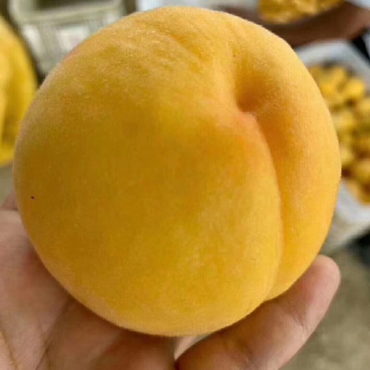 蒙阴县锦绣黄桃  精品蒙阴黄桃