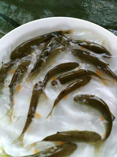 东莞市光倒刺鲃鱼苗  军鱼苗  青竹鲩鱼苗