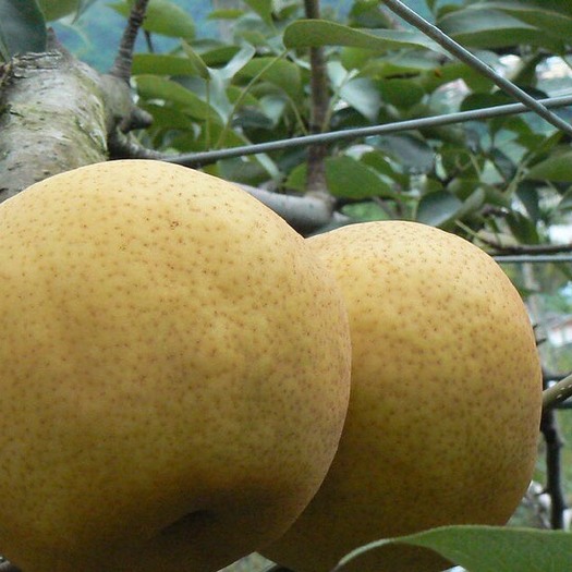 什邡市鲜黄梨  出自黄天坝，自家种植梨子，细腻化渣，皮薄，核小。