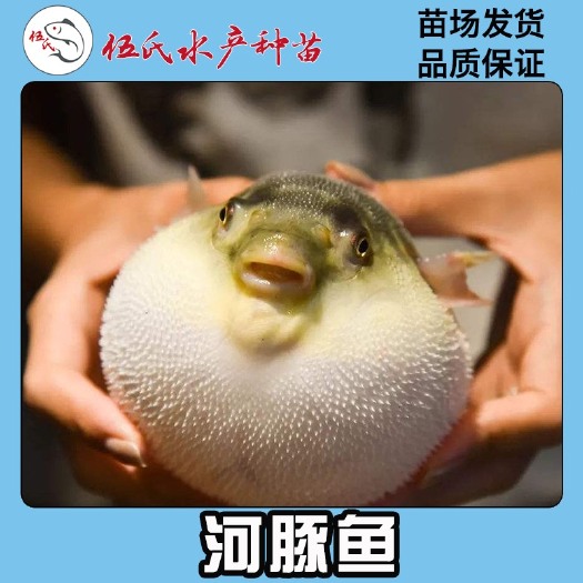 广州 伍氏水产种苗 河豚鱼苗 暗纹东方河豚鱼苗 鸡泡鱼苗