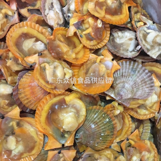 湛江 大量加工供应冷冻半壳黄金贝 肉大饱满 价格优势