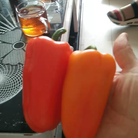 寿光市水果辣椒 甜辣 彩色 5~10cm