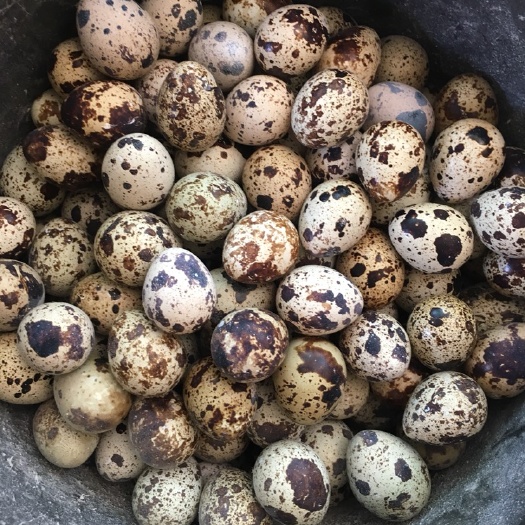 重庆市黄羽鹌鹑蛋 孵化 箱装