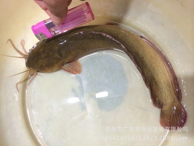 博罗县 塘鲺鱼苗 土塘鲺鱼苗 土滑哥