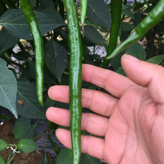 龙山县二荆条辣椒 混装通货 中辣 靑色