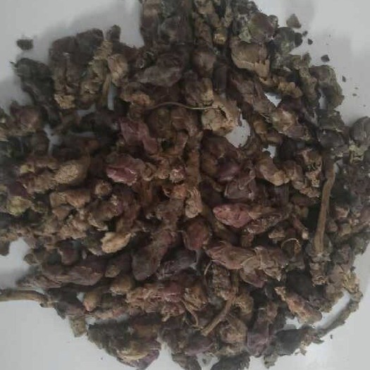 赤城县款冬花 冬花，张家口赤城