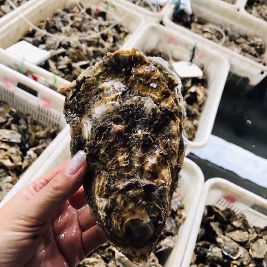 三倍体生蚝 精品生蚝 大量有货 持续发货中