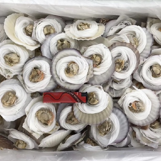 成都 粉丝扇贝