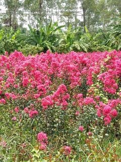 凤台县紫薇树