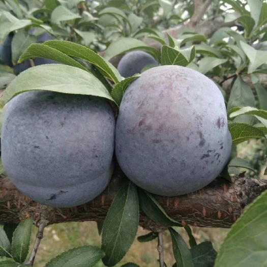 精品黑宝石李子，黑布林，黑李