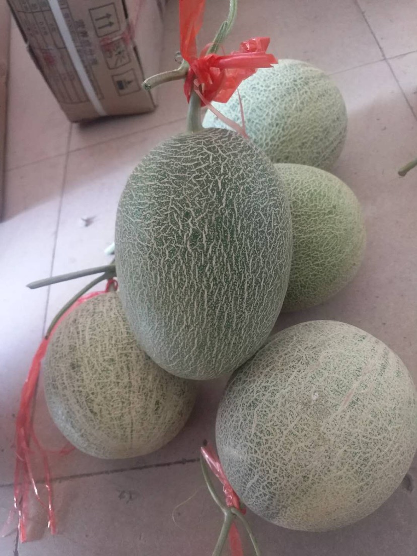 西州蜜 1斤以上