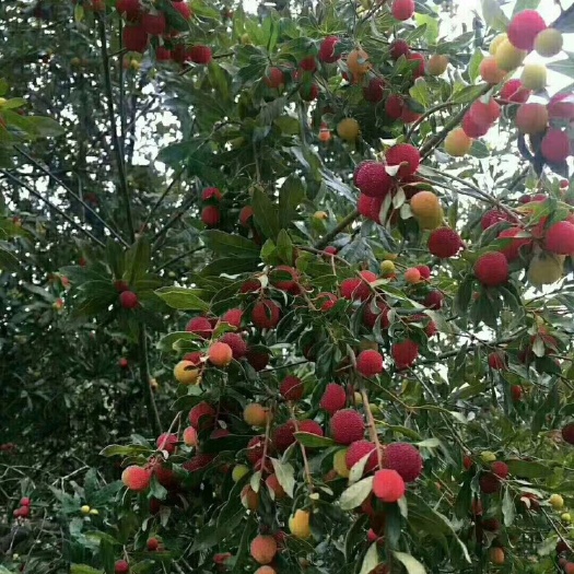 灵山县大黑炭杨梅树苗 黑炭杨梅苗
