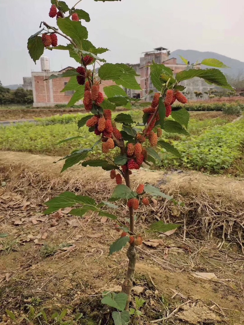 四季大果桑苗  无籽十大果桑，当年结果，当年种当年结果