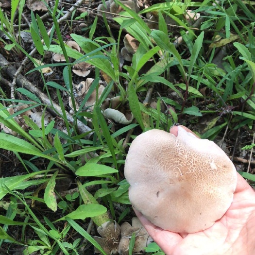 集贤县蘑菇 野生棕灰口蘑