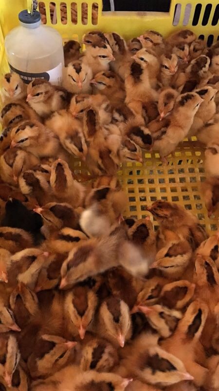 南宁清远2号麻鸡苗 统货